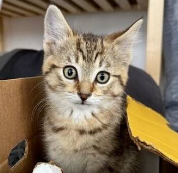 Tabby and Domestic Short Hair Cats Available for Adoption in Vaughan, Ontario - Nugget (bonded With Noodles) | PetCurious