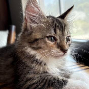 Avalon -  Domestic Long Hair Cat for Adoption in Chattanooga, Tennessee - Avalon | PetCurious