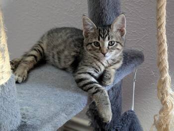 Nina A218478 -  Domestic Short Hair Cat for Adoption in Plano, Texas - Nina A218478 | PetCurious