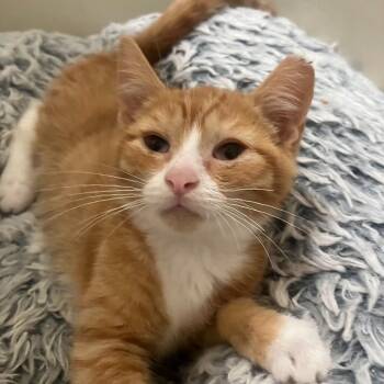 Grape Jelly -  Domestic Short Hair Cat for Adoption in Waldorf, Maryland - Grape Jelly | PetCurious