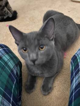 Rescue Domestic Short Hair Cats for Adoption in Delhi, Ontario - ICARUS | PetCurious