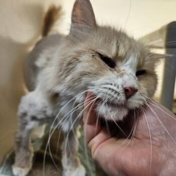 Hope -  Domestic Long Hair Cat for Adoption in Harrisonburg, Virginia - Hope | PetCurious