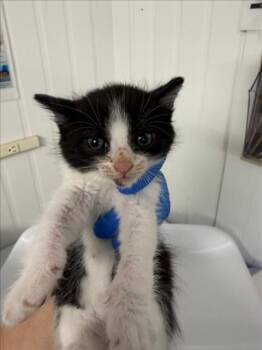 A226172 -  Domestic Short Hair Cat for Adoption in Woodland, California - A226172 | PetCurious