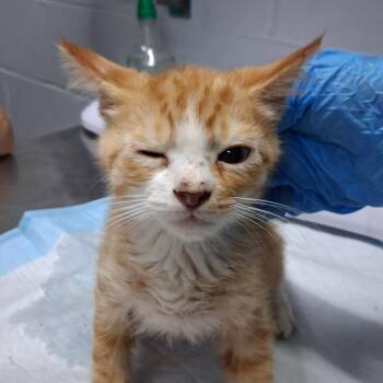Joey -  Domestic Short Hair Cat for Adoption in Summerville, South Carolina - Joey | PetCurious