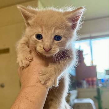 Tulip -  Domestic Short Hair Cat for Adoption in South Elgin, Illinois - Tulip | PetCurious