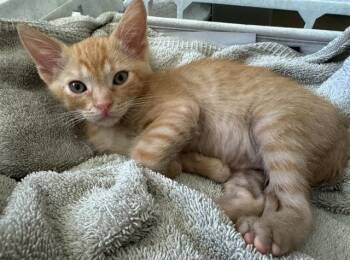 DARBI -  Domestic Short Hair Cat for Adoption in Tustin, California - DARBI | PetCurious
