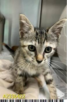 ANGIE -  Domestic Short Hair Cat for Adoption in West Palm Beach, Florida - ANGIE | PetCurious