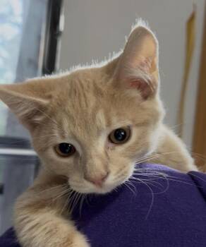 Domestic Short Hair Cats Available for Adoption in Dayton, Minnesota - Wood Sorrel / 12-2 | PetCurious
