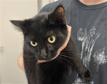 LUNA -  Domestic Short Hair Cat for Adoption in Indianapolis, Indiana - LUNA | PetCurious