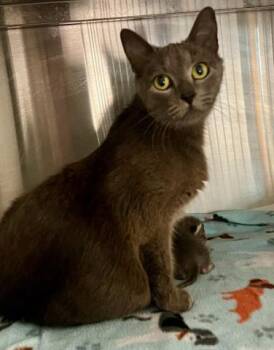 Domestic Short Hair Cats Available for Adoption - MAMA | PetCurious
