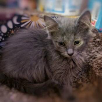 Domestic Long Hair Cats Available for Adoption in Mesa, Arizona - Mercury | PetCurious