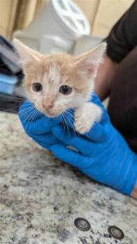 Arugula -  Domestic Short Hair Cat for Adoption in Largo, Florida - Arugula | PetCurious