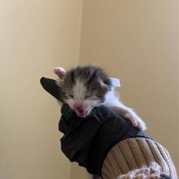 American Shorthair Cats Available for Adoption in Pasadena, California - Carrey | PetCurious