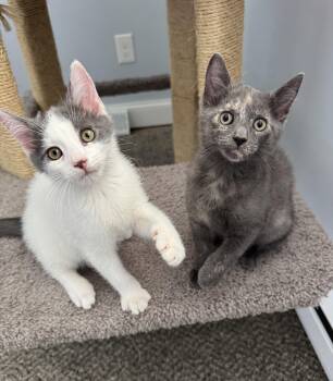 Oreo S. & Cocoa S. (Dynamic Duo) -  Domestic Short Hair Cat for Adoption in Lemoyne, Pennsylvania - Oreo S. & Cocoa S. (Dynamic Duo) | PetCurious