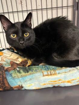 Leonidas -  Domestic Short Hair Cat for Adoption in Rock Springs, Wyoming - Leonidas | PetCurious