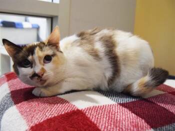 Snowshoe and Domestic Short Hair Cats Available for Adoption - SPECKLE | PetCurious