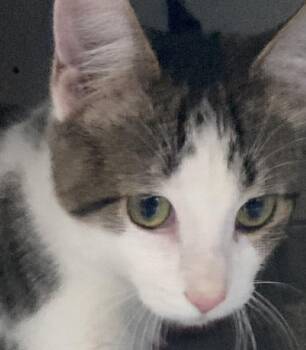 Pickle -  Domestic Short Hair Cat for Adoption in Dayton, Minnesota - Pickle | PetCurious