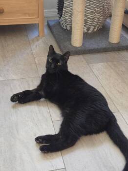 Carlo -  Domestic Medium Hair Cat for Adoption in Tucson, Arizona - Carlo | PetCurious