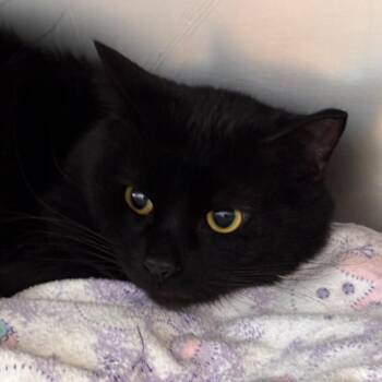 Domestic Short Hair Cats Available for Adoption - Kenneth | PetCurious