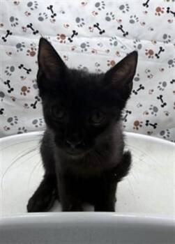 SARAH -  Domestic Short Hair Cat for Adoption in Riverside, California - SARAH | PetCurious