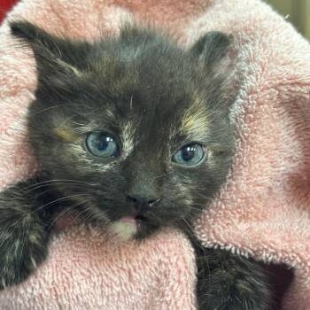 Domestic Short Hair Cats Available for Adoption in Birmingham, Alabama - Skittles | PetCurious