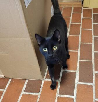 Nancy -  Domestic Short Hair Cat for Adoption in East Greenville, Pennsylvania - Nancy | PetCurious