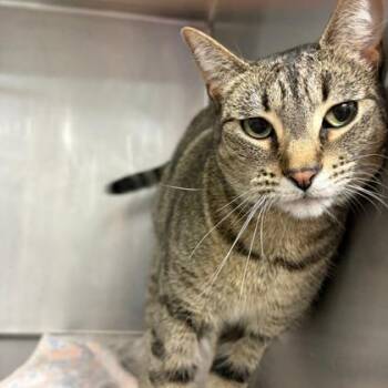 Domestic Short Hair Cats Available for Adoption in Fort Worth, Texas - Noodles | PetCurious