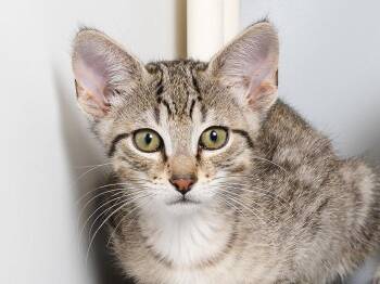 Ruby -  Domestic Short Hair Cat for Adoption in Longmont, Colorado - Ruby | PetCurious