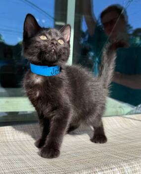 Jeffery -  Domestic Short Hair Cat for Adoption in Kingsland, Georgia - Jeffery | PetCurious