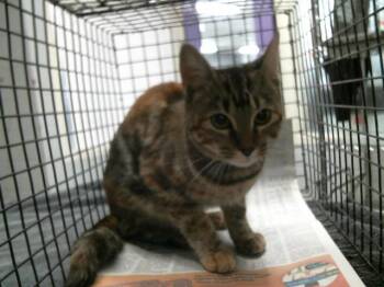 Domestic Short Hair Cats Available for Adoption in Houston, Texas - A2070768 | PetCurious