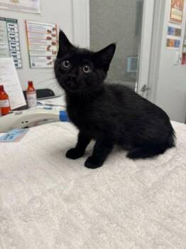Domestic Short Hair Cats Available for Adoption in Kansas City, Missouri - Shirtless Jam | PetCurious