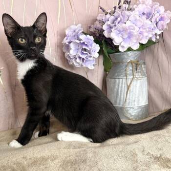 Frankie -  Domestic Short Hair Cat for Adoption in Long Beach, Mississippi - Frankie | PetCurious