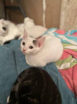 Haku -  Domestic Short Hair Cat for Adoption in Trenton, New Jersey - Haku | PetCurious