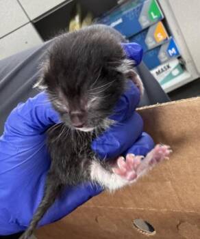 Domestic Short Hair Cats Available for Adoption in Dallas, Texas - BLUEBERRY | PetCurious