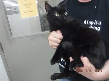 LUCY -  Domestic Short Hair Cat for Adoption in Oroville, California - LUCY | PetCurious
