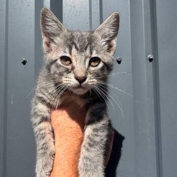 Baily kitten 2 -  Domestic Short Hair Cat for Adoption in Ferndale, Washington - Baily Kitten 2 | PetCurious