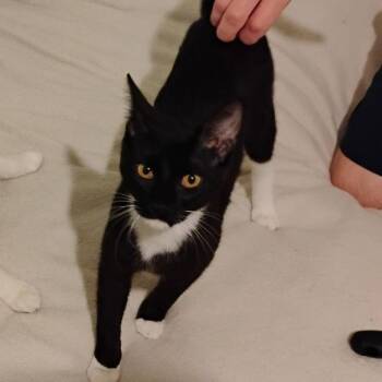 Macaroni -  Tuxedo and Domestic Short Hair Cat for Adoption in Garland, Texas - Macaroni | PetCurious