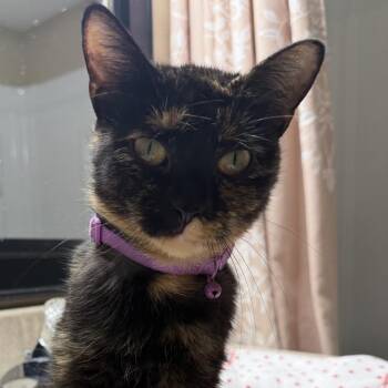 Turttlee -  Domestic Short Hair Cat for Adoption in Buffalo, Minnesota - Turttlee | PetCurious