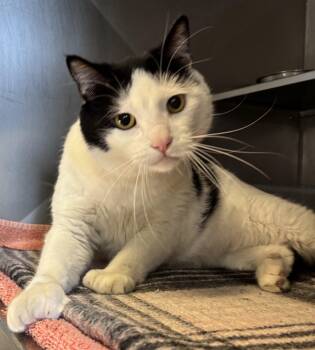 Domestic Short Hair Cats Available for Adoption - Ollie  | PetCurious