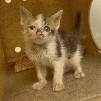 Pistachio *ringworm* -  Domestic Short Hair Cat for Adoption in Philadelphia, Pennsylvania - Pistachio *ringworm* | PetCurious