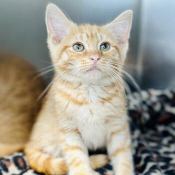 Carousel -  Domestic Short Hair Cat for Adoption in Jackson Township, New Jersey - Carousel | PetCurious