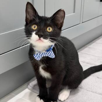 Bruce -  Domestic Short Hair Cat for Adoption in Sunnyvale, California - Bruce | PetCurious