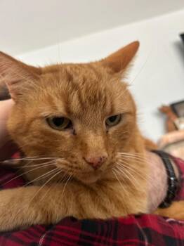 Domestic Short Hair Cats Available for Adoption - Ryan Reagin | PetCurious