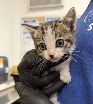 HENRI -  Domestic Short Hair Cat for Adoption in Camarillo, California - HENRI | PetCurious