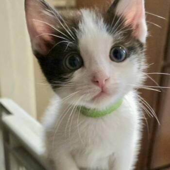 Stein* -  Domestic Short Hair Cat for Adoption in San Gabriel, California - Stein* | PetCurious