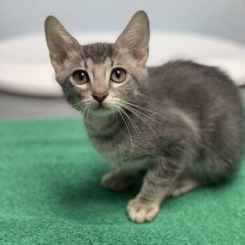 Sugar -  Domestic Short Hair Cat for Adoption in Riverside, California - Sugar | PetCurious