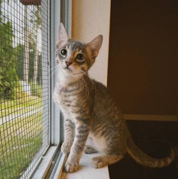 Rescue Domestic Medium Hair and Domestic Short Hair Cats for Adoption in Roberts Creek, British Columbia - Rory, Aurora And Stevie | PetCurious