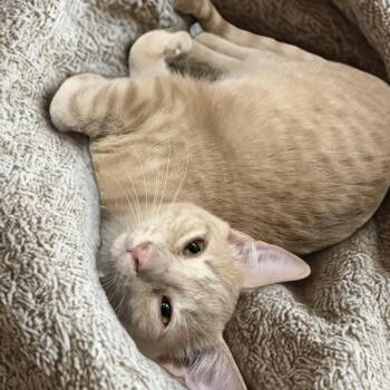 Kernel 0426 JT (Bonded with Custard) -  Domestic Short Hair Cat for Adoption - Kernel 0426 JT (Bonded With Custard) | PetCurious