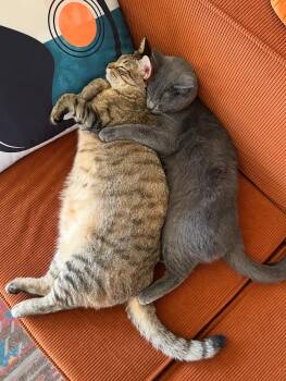 Rescue Russian Blue and Tabby Cats for Adoption in Los Angeles, California - Blu & Rainbow | PetCurious