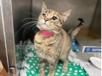 Domestic Short Hair Cats Available for Adoption in Fort Wayne, Indiana - SUE | PetCurious